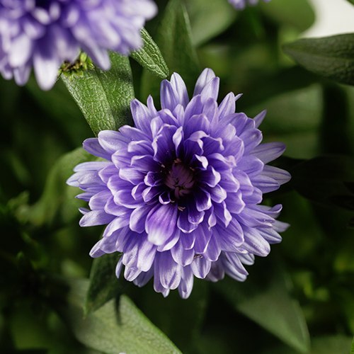 symphyotrichum novi belgii Woods Purple New York aster dreamstime_l 500x500.jpg