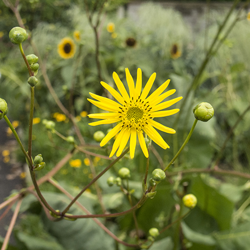 silphium terebinthinaceum dreamstime_l 500x500.jpg