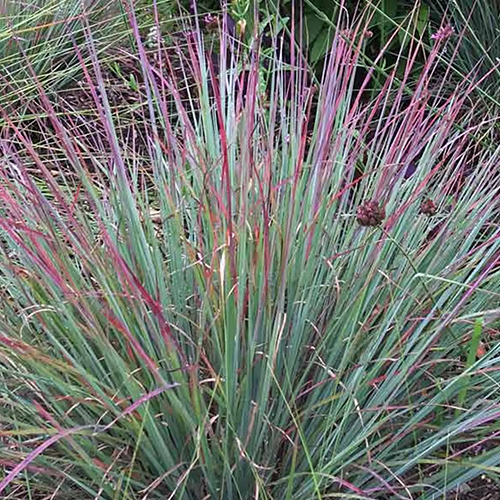 Schizachyrium_Standing_Ovation 500x500.jpg