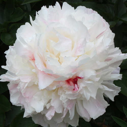 Paeonia Shirley-Temple-bloom-500x500.jpg