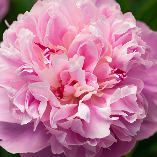 paeonia Sarah bernhardt dreamstime_l 500x500.jpg