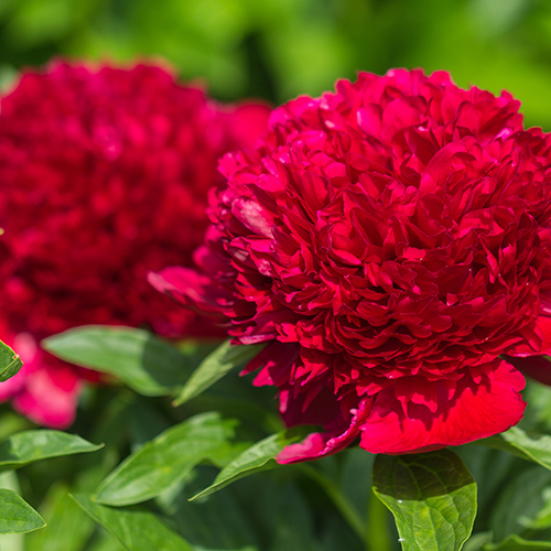 paeonia Red charm dreamstime_l 500x500.jpg