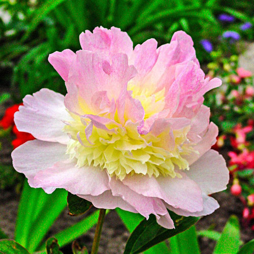 Paeonia Raspberry sundae 500x500.jpg