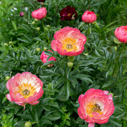 paeonia Pink hawaiian coral dreamstime_l 500x500.jpg