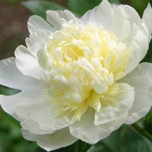 paeonia Laura dessert 500x500.jpg