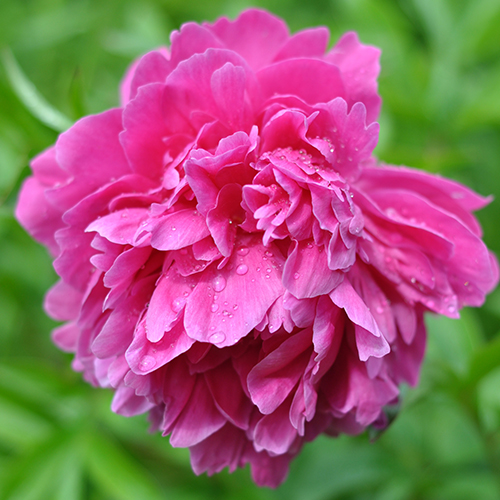 paeonia Kansas dreamstime_l 500x500.jpg