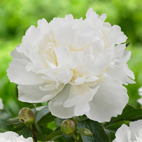 Paeonia Duchess de Nemours 500x500.jpg