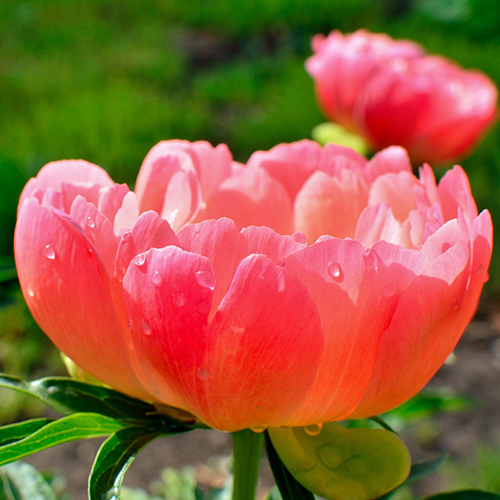 paeonia Coral sunset dreamstime_l 500x500.jpg