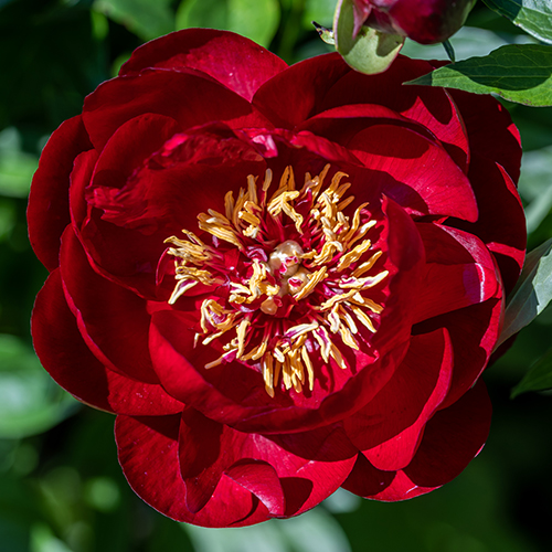 paeonia Buckeye belle dreamstime_l 500x500.jpg