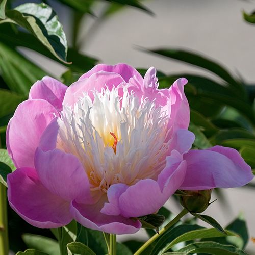 paeonia Bowl of beauty dreamstime_l 500x500.jpg