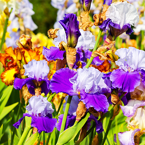 Mixed irises dreamstime_xxl 500x500.jpg