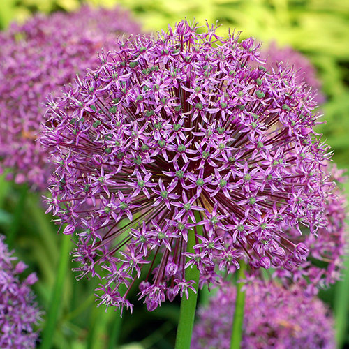 Gladiator allium dreamstime_l 500x500.jpg