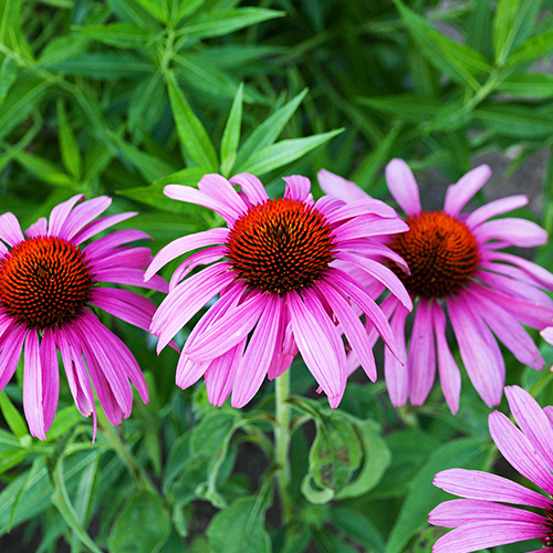 Echinacea purpurea dreamstime_l 500x500.jpg