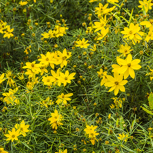 Coreopsis verticillata dreamstime_l 500x500.jpg