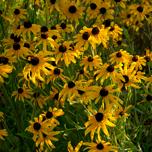 BlkEyedSusans-OO_018 500x500.jpg