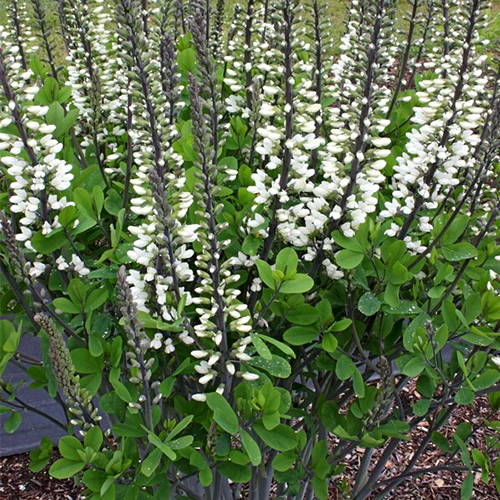 Baptisia-Ivory-Towers-PP 500x500.jpg