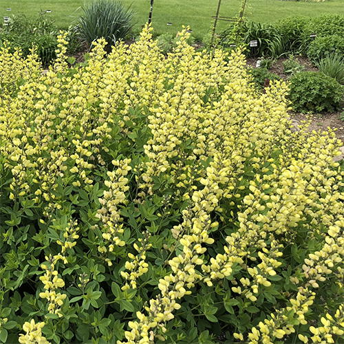 BAPTISIA LEMON_MERINGUE_FALSE_INDIGO 500X500.jpg