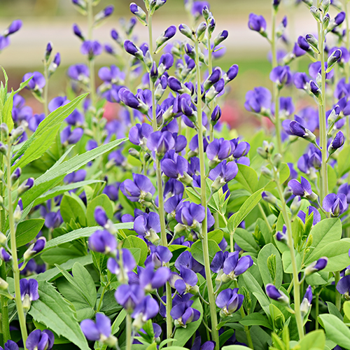 baptisia blueberry sundae shutterstock 500X500.jpg