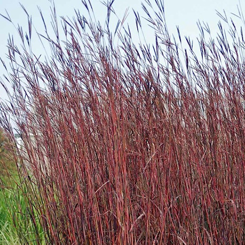 andropogon-gerardii-red-october-fall-red-leaved-big-bluestem 500X500.jpg