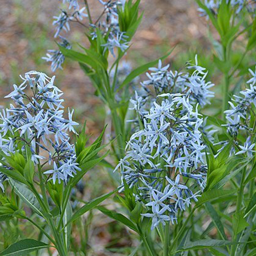 Amsonia hubrichtii Arkansas Blue Star 500X500.jpg