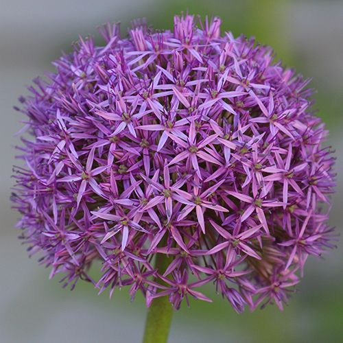 Globemaster allium dreamstime_500X500.jpg