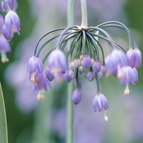 allium cernuum shutterstock_500X500.jpg