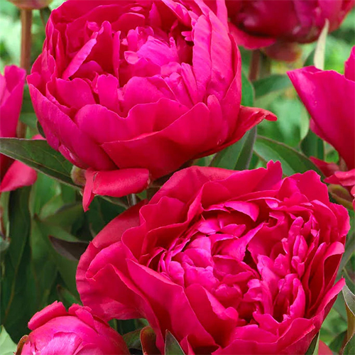 Paeonia-Karl-Rosenfield-Double 500x500.jpg