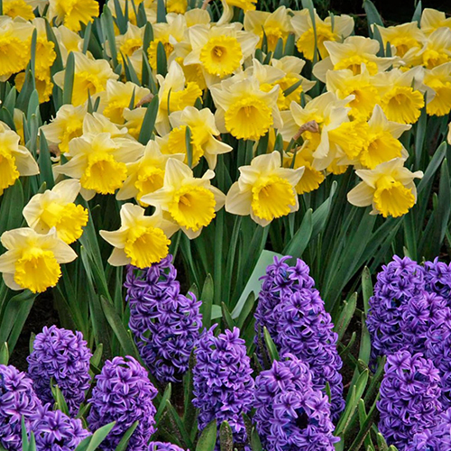 Daffodils and Hyacinthus Mix 500x500 03272023.jpg (1)