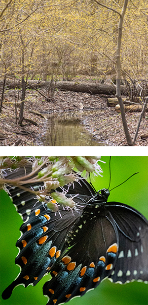 Spicebush and Swallowtail Combine 615x300.jpg