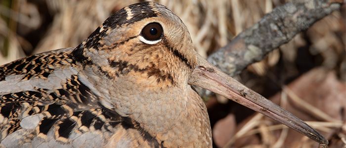 american-woodcock-shutterstock-700x300jpg