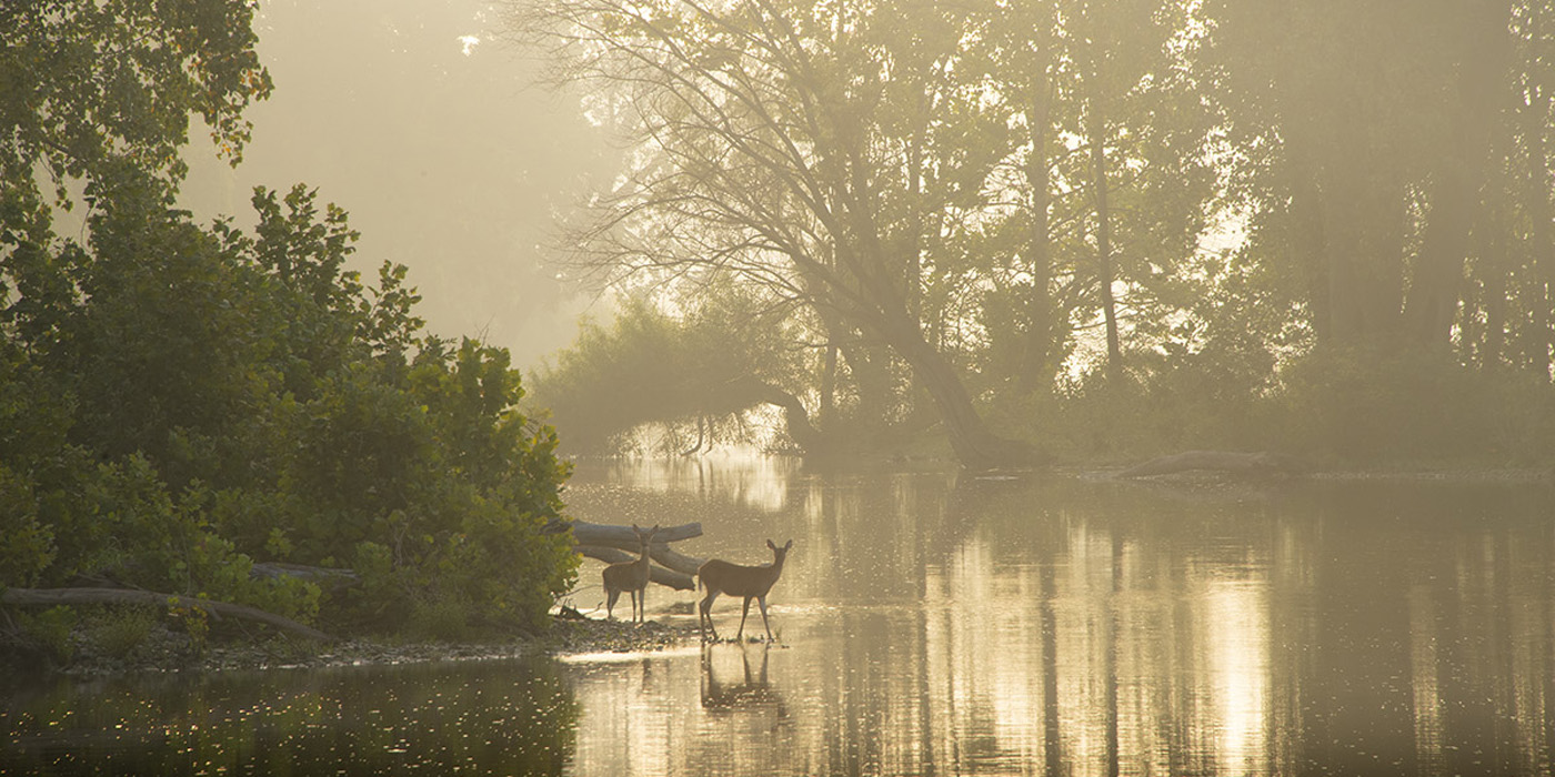 audubon-islds-does-drinking-misty-dawn-8-17-21jpg