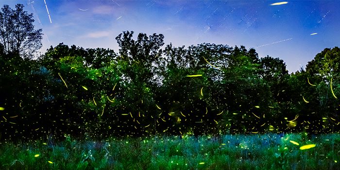 fireflies-secor-by-doug-hinebaugh-06292023jpg