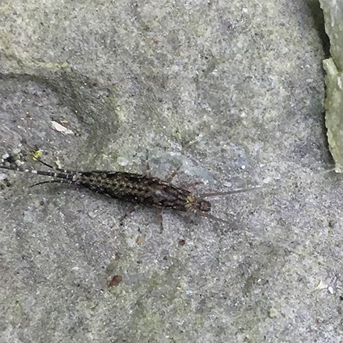 shimmering-bristletails-500x500jpg