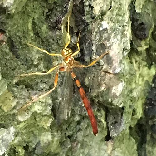 ichneumon-500x500jpg