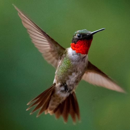 hummingbdr-tmale-007-gigajpg