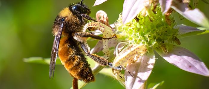 pollinators-700x350jpg