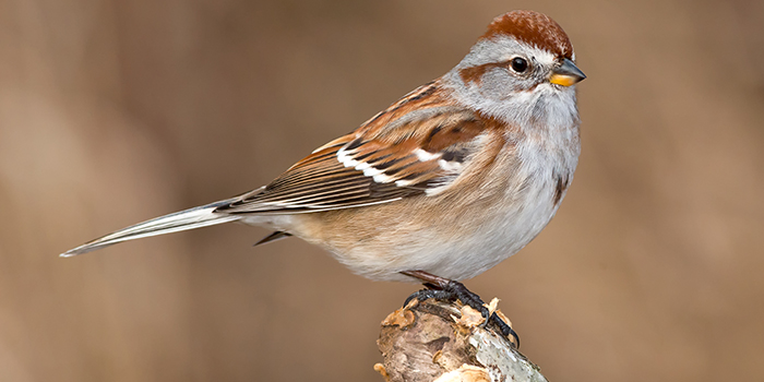 tree-sparrow-blog-postjpg