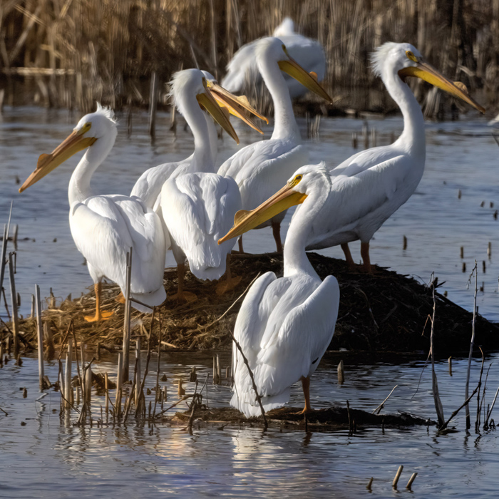pelicans-for-newsjpg