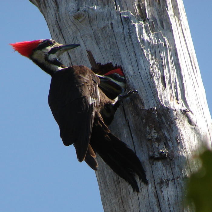 pileated with young.jpg