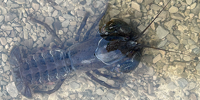 crayfish-700x350jpg